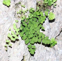 Adiantum capillus-veneris