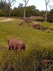 Rhinocerotidae