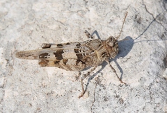 Oedipoda miniata