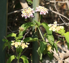 Lantana camara