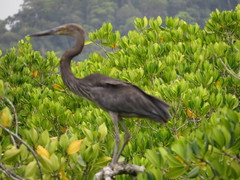 Ardea sumatrana