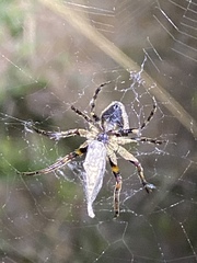 Poltys illepidus
