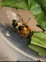 Austalis pulchella