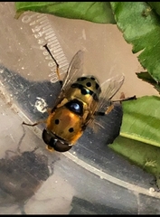 Austalis pulchella