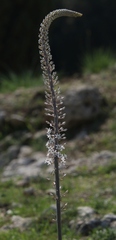 Drimia pancration