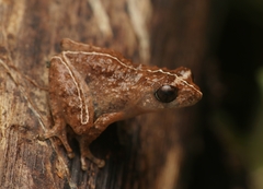 Raorchestes