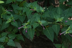Mirabilis jalapa