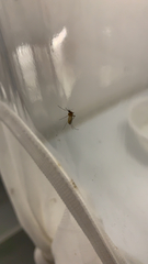 Culex pipiens pallens