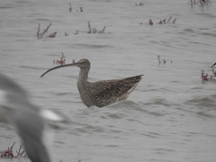 Numenius madagascariensis