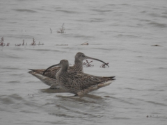 Numenius madagascariensis