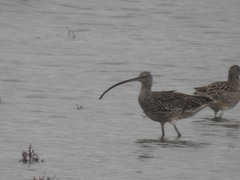 Numenius madagascariensis