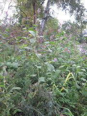 Persicaria pilosa