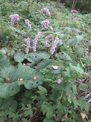 Persicaria pilosa