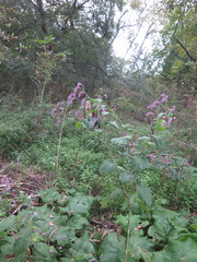 Persicaria pilosa