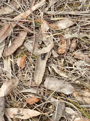 Talaurinus laevicollis