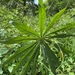 Arisaema ciliatum - Photo (c) benanna,  זכויות יוצרים חלקיות (CC BY-NC)