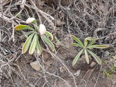 Tylecodon ventricosus