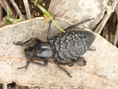 Talaurinus laevicollis