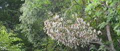 Castanea crenata