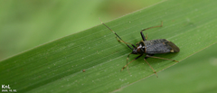 Adelphocoris triannulatus
