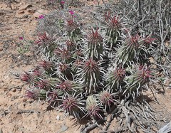 Euphorbia ferox
