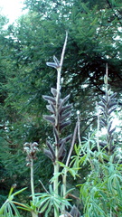 Lupinus montanus