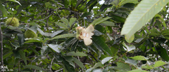 Castanea crenata