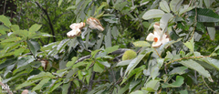 Castanea crenata