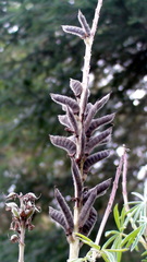 Lupinus montanus