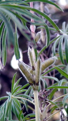 Lupinus montanus