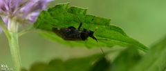 Adelphocoris triannulatus