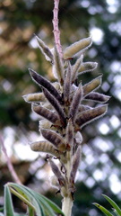 Lupinus montanus