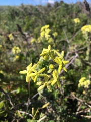 Lyperia lychnidea