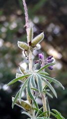 Lupinus montanus