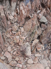 Heliophila variabilis