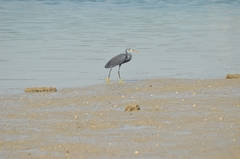 Egretta gularis