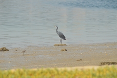 Egretta gularis