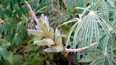Lupinus montanus