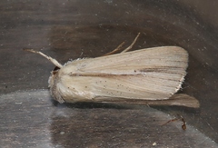 Mythimna prominens