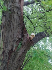 Volvariella bombycina