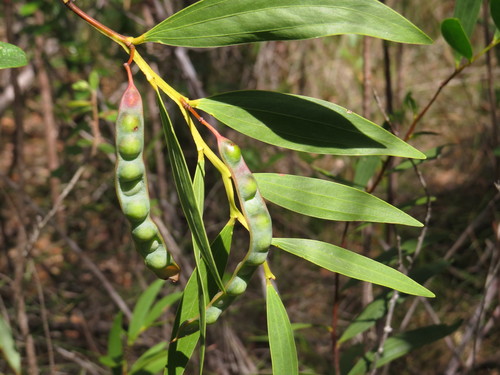 Acacia homaloclada, 2020-10-01
