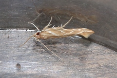 Pyroderces argyrogrammos