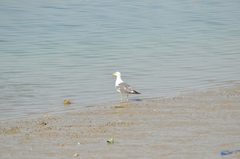 Larus fuscus barabensis