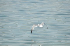 Larus fuscus barabensis