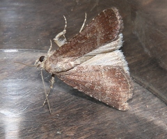 Condica viscosa