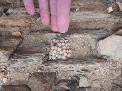 Conophytum truncatum