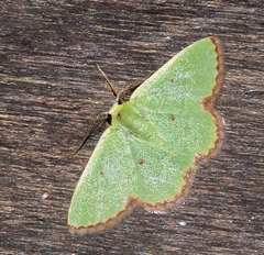 Eucrostes indigenata