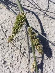 Cladoraphis cyperoides