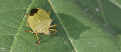 Palomena