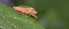 Palomena